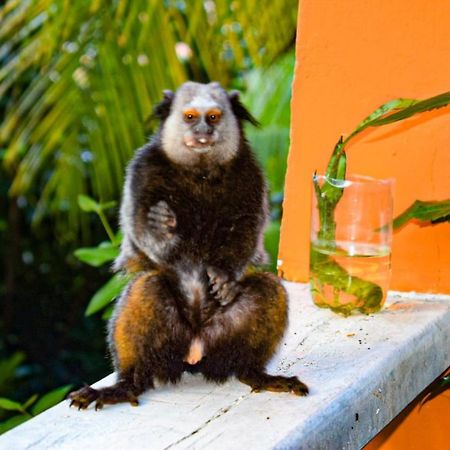 Hostel Zen - Casa Na Floresta イタカレ エクステリア 写真